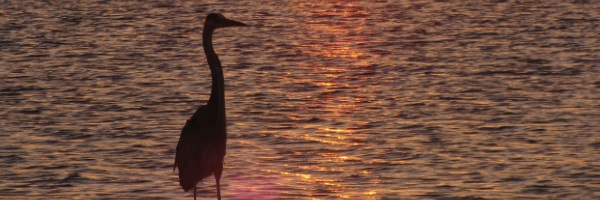 heron at sunrise